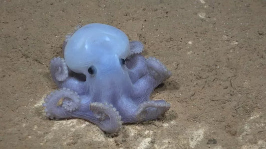 Casper, the Ghost Octopus at the Bottom of the Sea