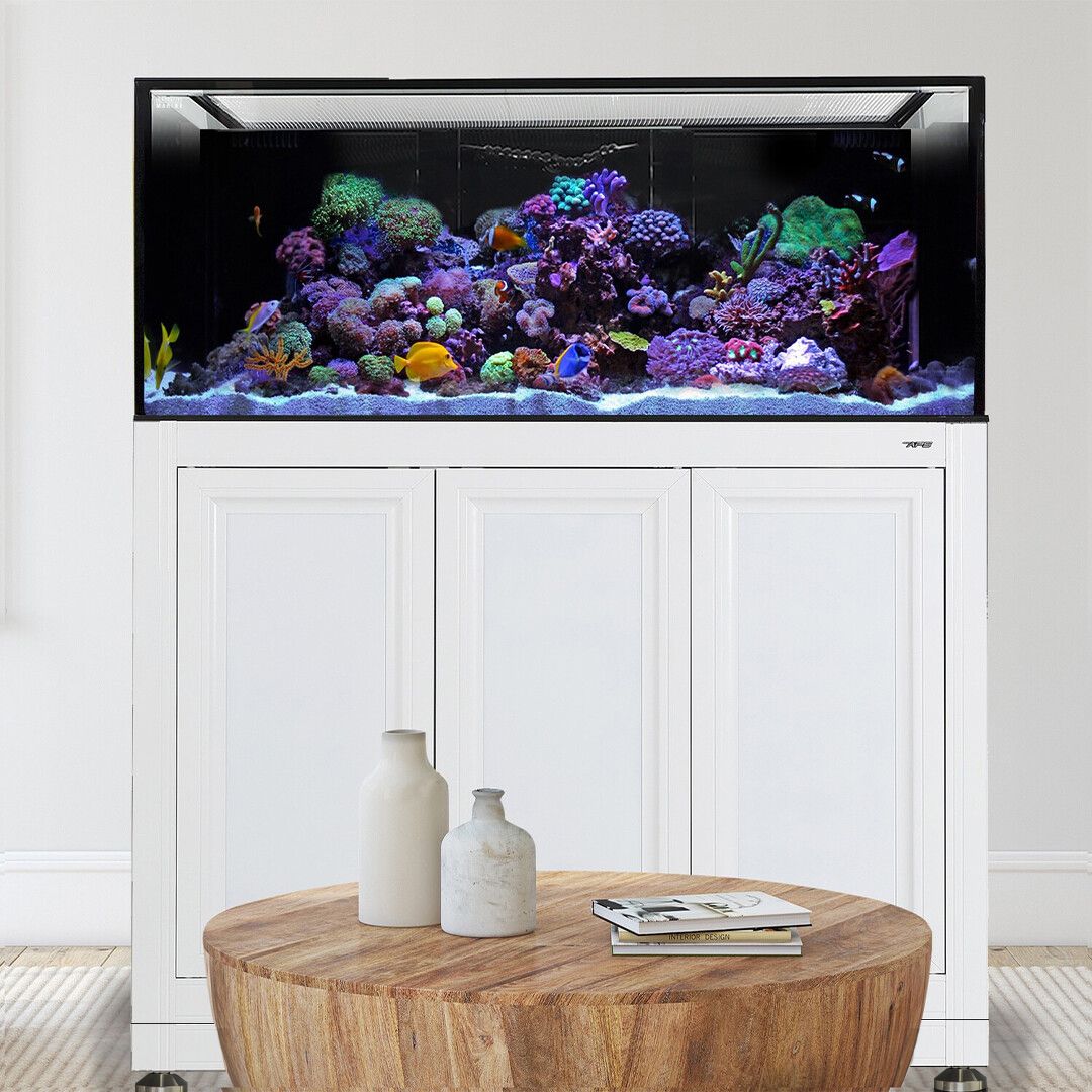 INT 170 Gallon Complete Reef System – White