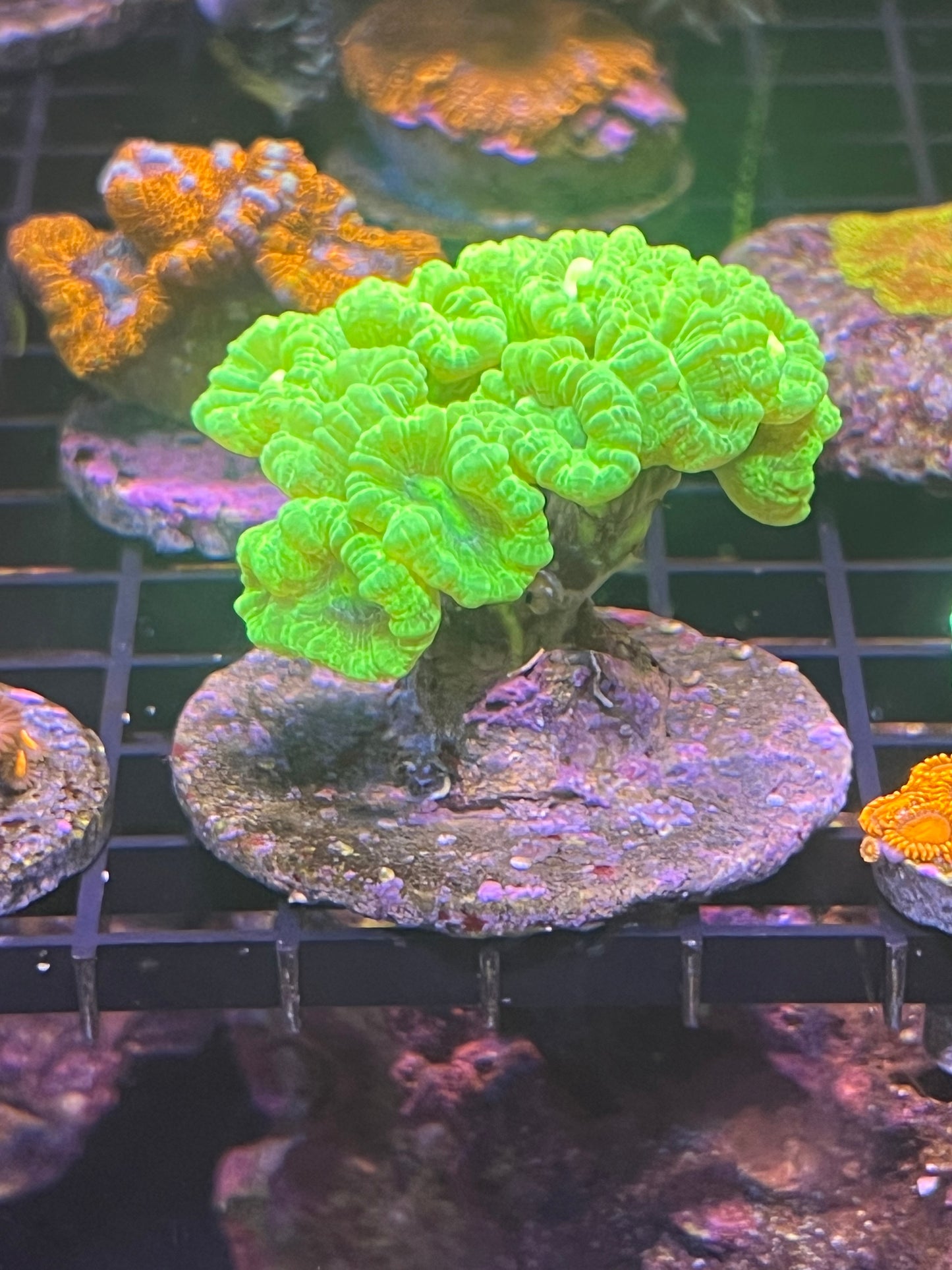 Kryptonite Candy Canes Coral