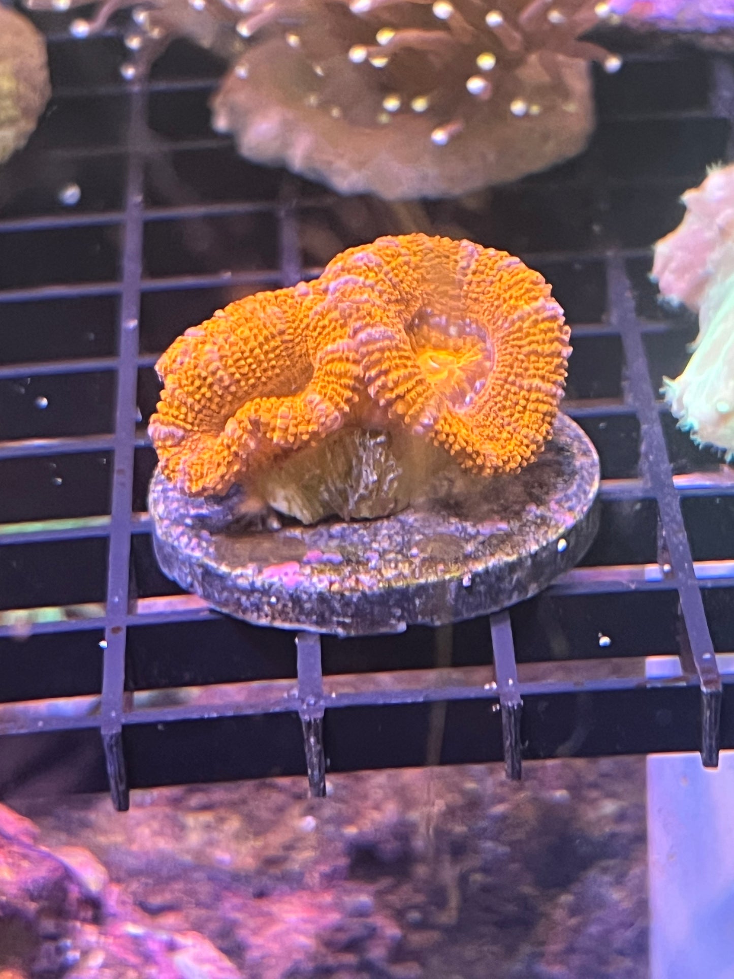 Pink Stripe Acan